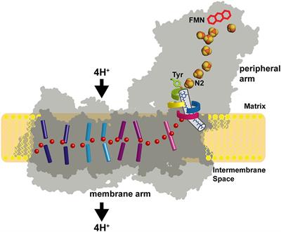 Ubiquinone Binding and Reduction by Complex I—Open Questions and Mechanistic Implications